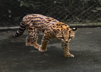 La nuova specie di gatto selvatico scoperta in Bolivia (Tilcayo)