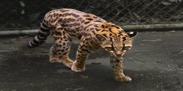 La nuova specie di gatto selvatico scoperta in Bolivia (Tilcayo)