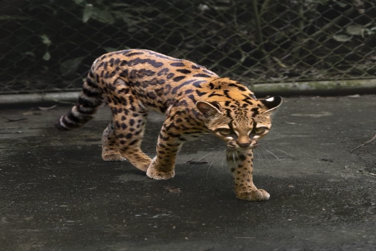 La nuova specie di gatto selvatico scoperta in Bolivia (Tilcayo)