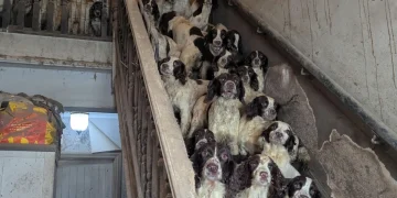 84 cani trovati tra feci e degrado in casa