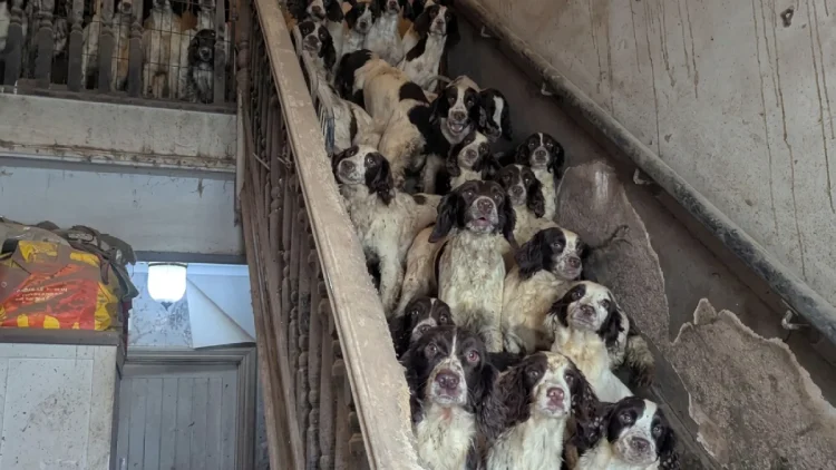 84 cani trovati tra feci e degrado in casa