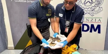 Rara testa di coccodrillo trovata nascosta in un bagaglio all'aeroporto di Caselle