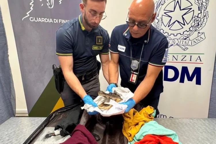 Rara testa di coccodrillo trovata nascosta in un bagaglio all'aeroporto di Caselle