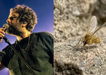 Pappatacio giallo con lunghe zampe su una roccia, primo piano macro