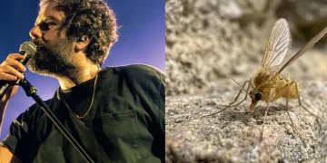 Pappatacio giallo con lunghe zampe su una roccia, primo piano macro
