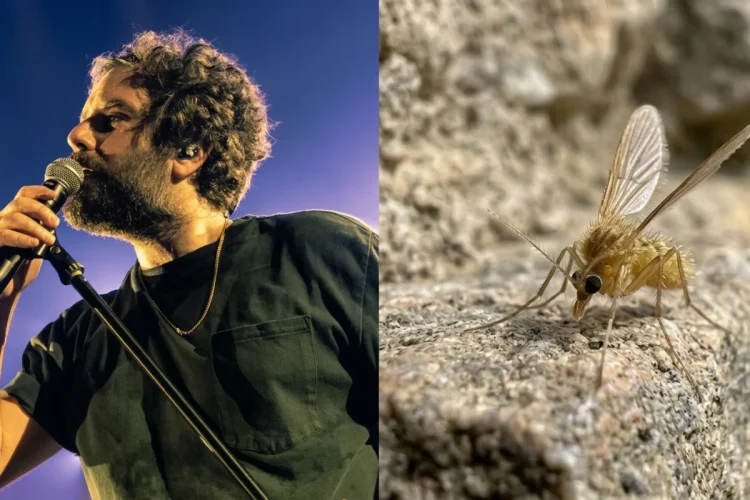 Pappatacio giallo con lunghe zampe su una roccia, primo piano macro