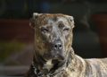 A brindle Amstaff dog sitting outdoors in sunlight, showcasing its attentive expression. Un cane morde alla testa una donna in un bar del centro di Padova