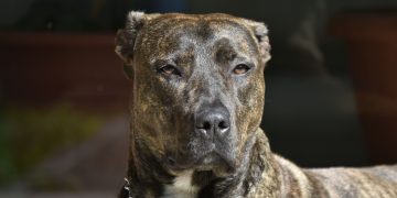 A brindle Amstaff dog sitting outdoors in sunlight, showcasing its attentive expression. Un cane morde alla testa una donna in un bar del centro di Padova