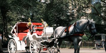 A white horse pulling a vintage carriage with red interior in a lush park. Il sindaco Mamdani si accorda per vietare le carrozzelle a Central Park