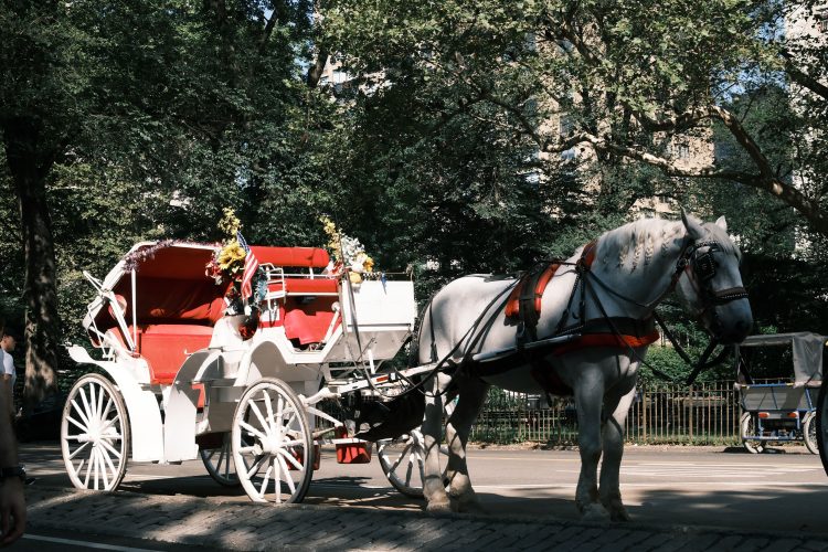 A white horse pulling a vintage carriage with red interior in a lush park. Il sindaco Mamdani si accorda per vietare le carrozzelle a Central Park