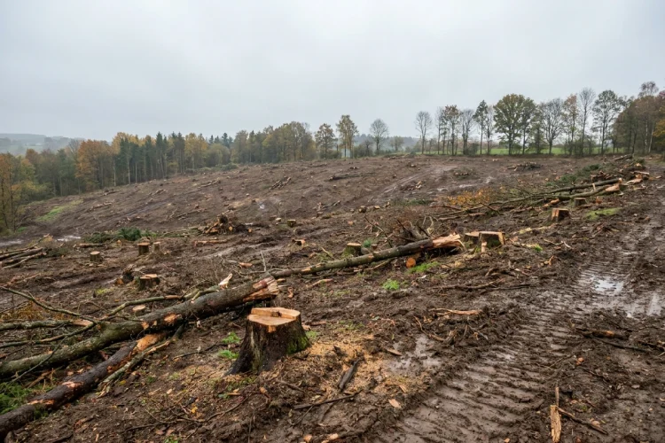 Una foresta simile a quella disboscata da Google in Finlandia