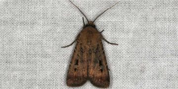 Una falena bogong