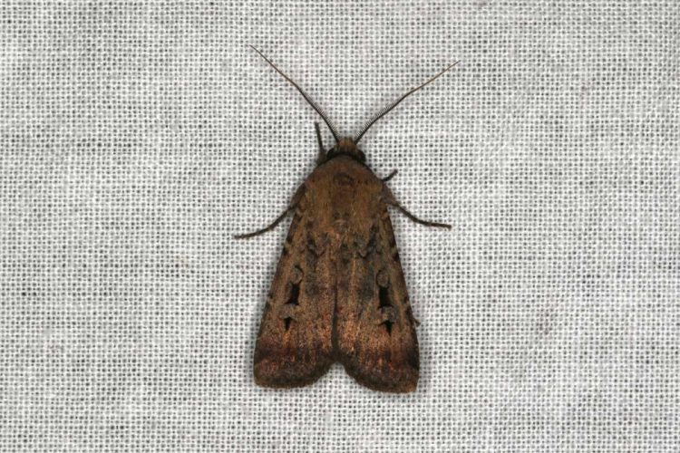 Una falena bogong