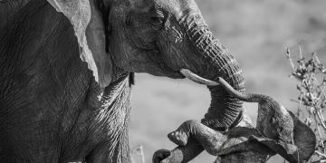 Federico Veronesi conquista il Wildlife Photographer of the Year 2026