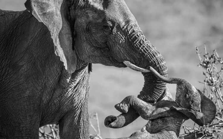 Federico Veronesi conquista il Wildlife Photographer of the Year 2026