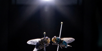 La mosca parassita infesta un wapiti selvatico negli Stati Uniti