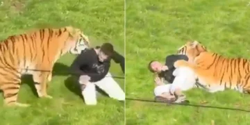 Un uomo viene sbranato dalle tigri al parco faunistico di Yorkshire